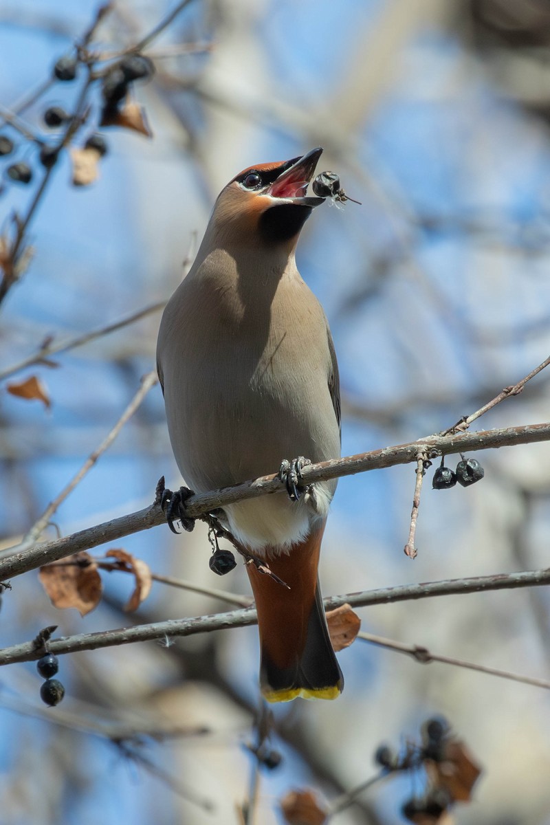 Jaseur boréal - ML651183897