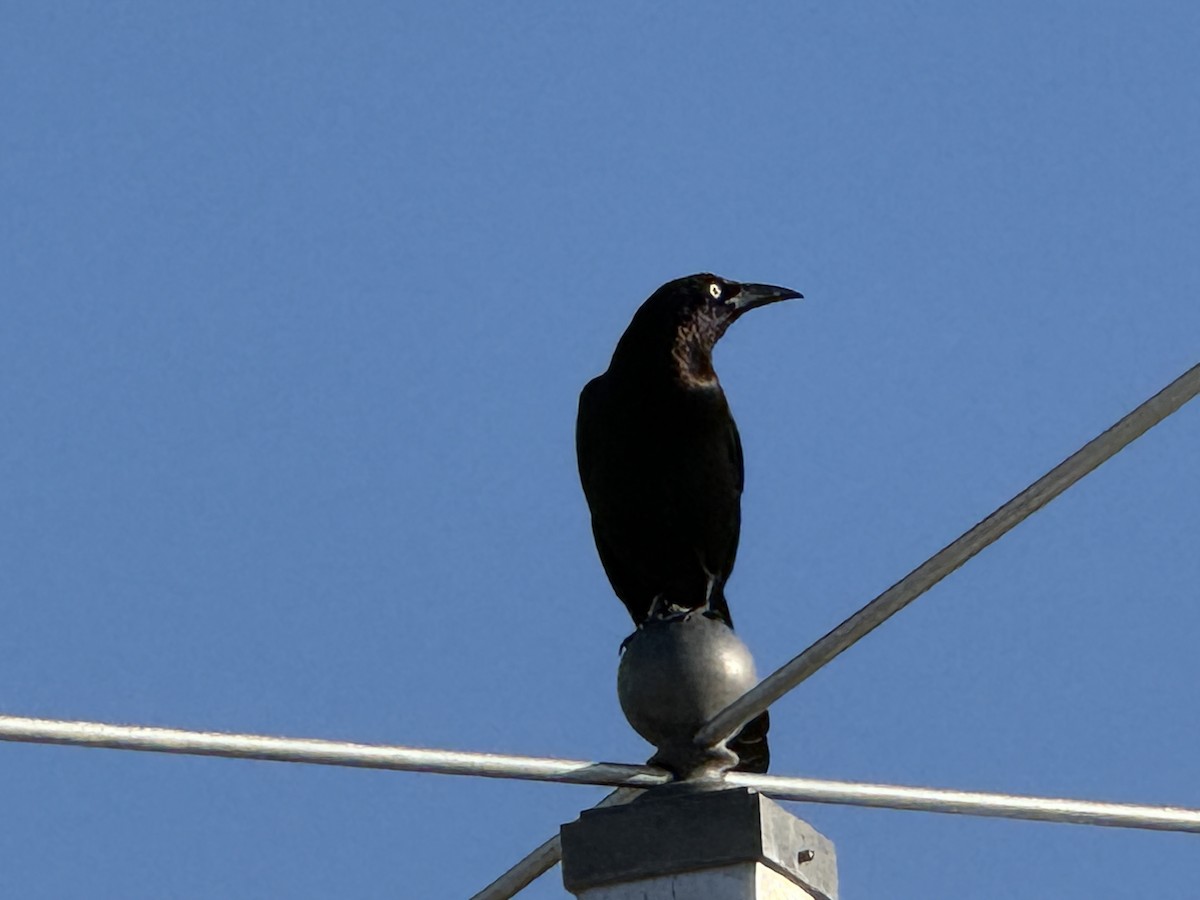 Common Grackle - ML651184061