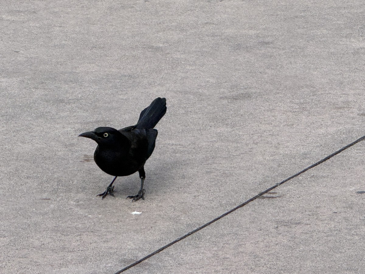 Common Grackle - ML651184063