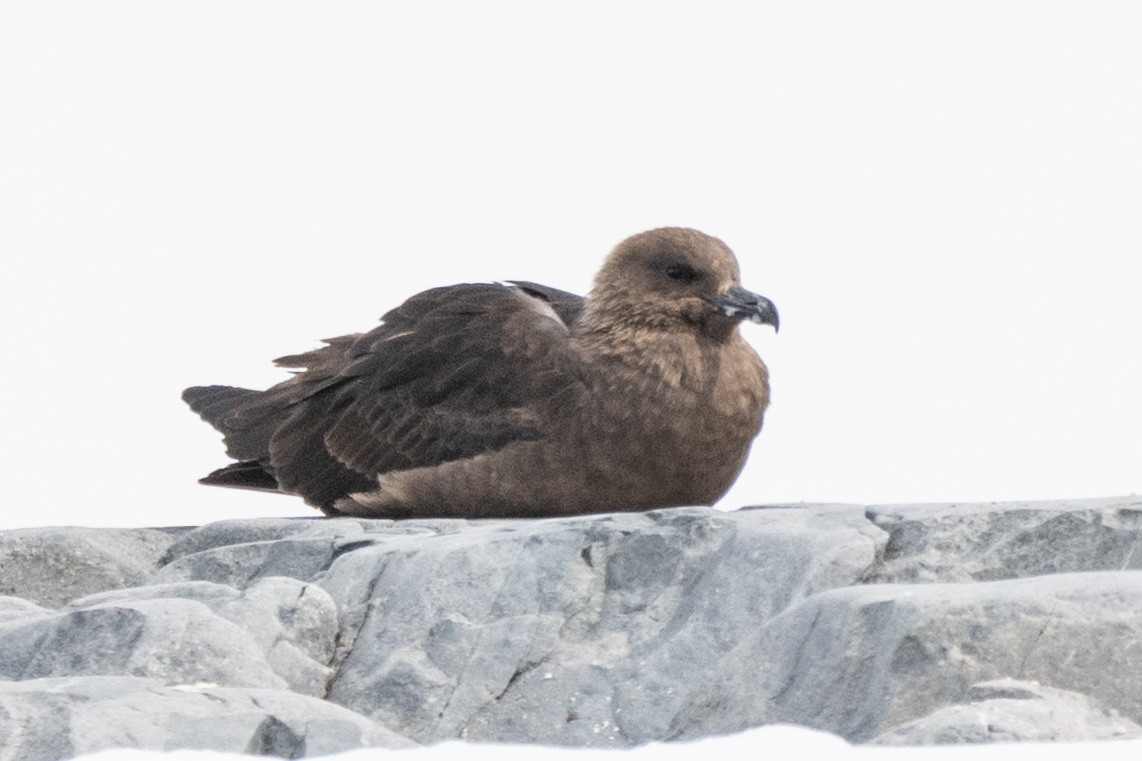 חמסן דרומי - ML651184099