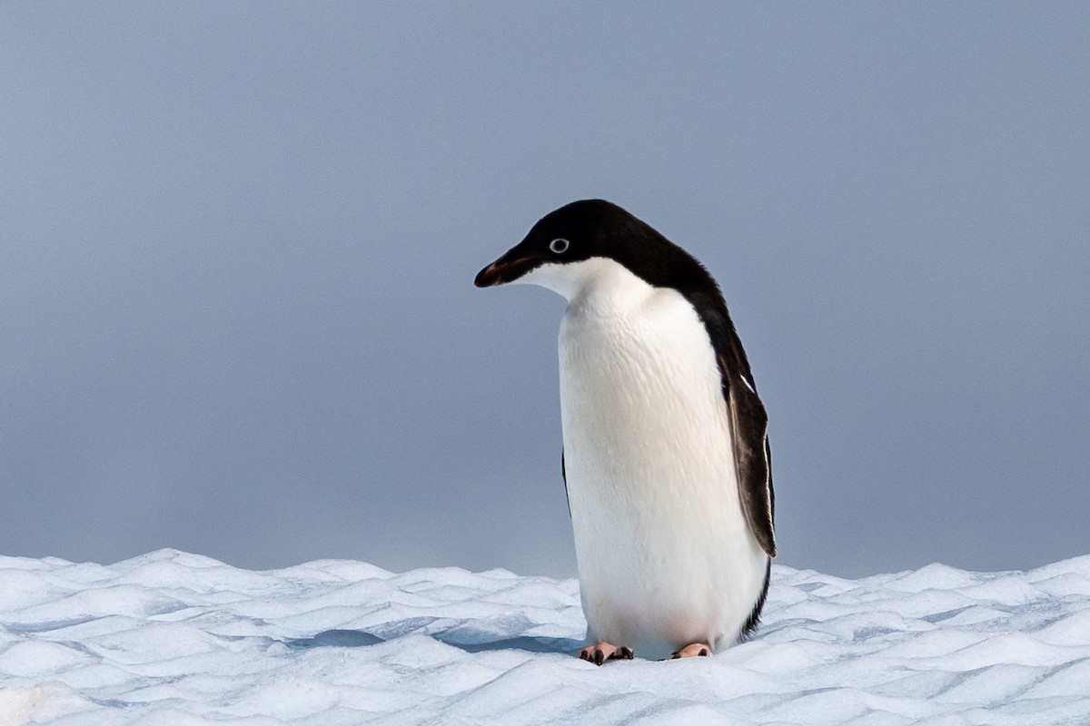 Adelie Penguin - ML651184113