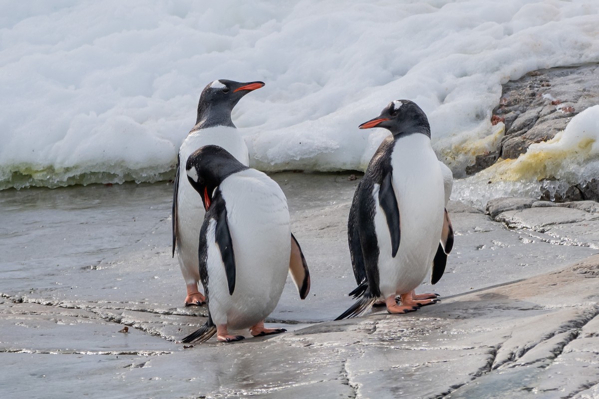 Gentoo Penguin - ML651184119