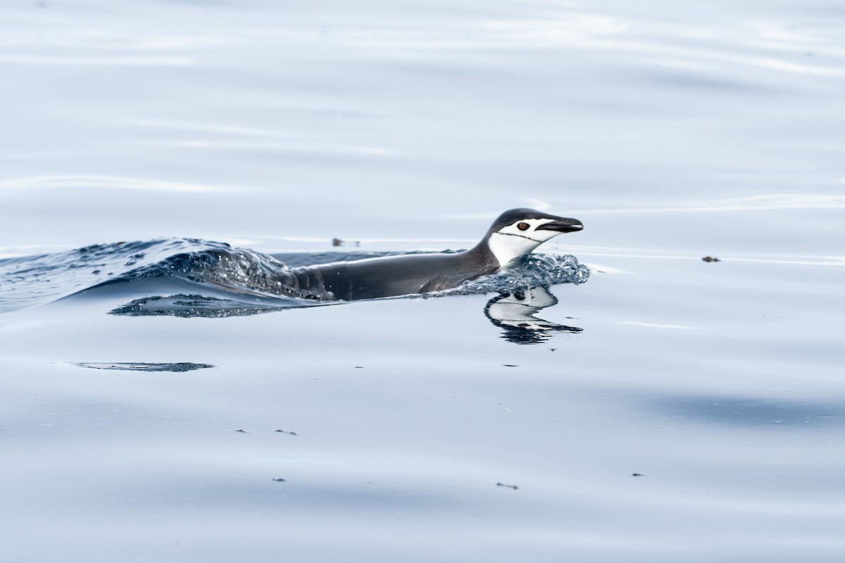 Chinstrap Penguin - ML651184135