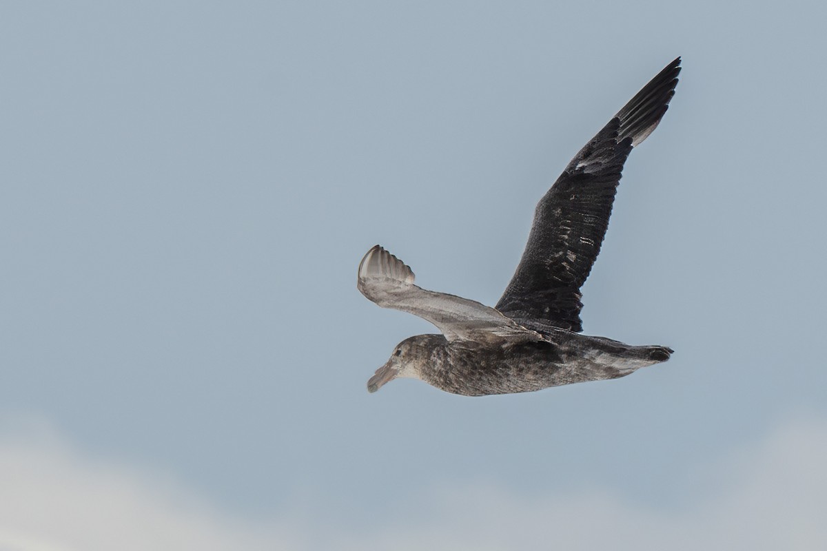 סערון-ענק דרומי - ML651184139