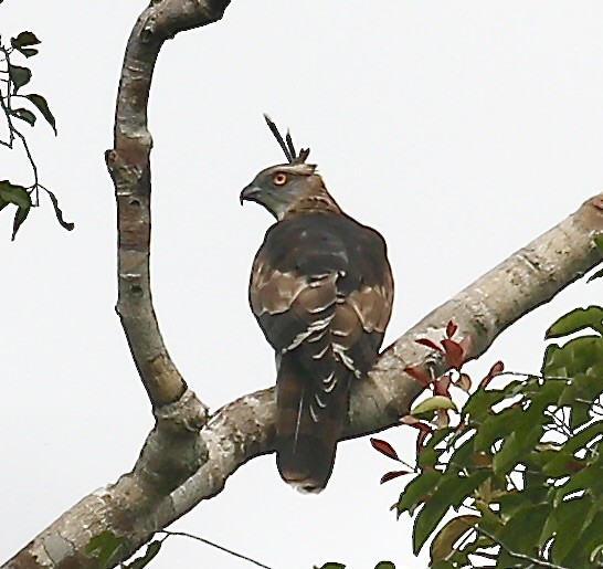 Jerdon's Baza - ML651184485