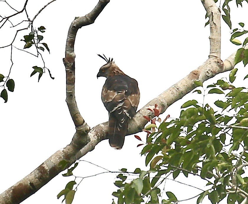 Jerdon's Baza - ML651184486