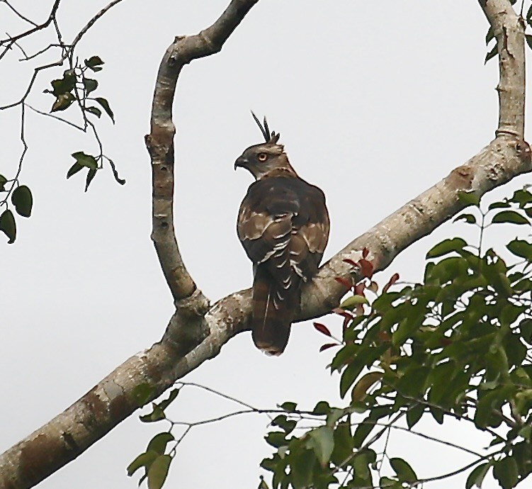 Jerdon's Baza - ML651184487