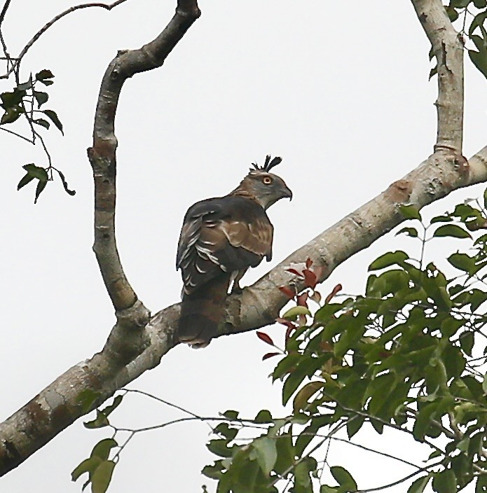 Jerdon's Baza - ML651184488