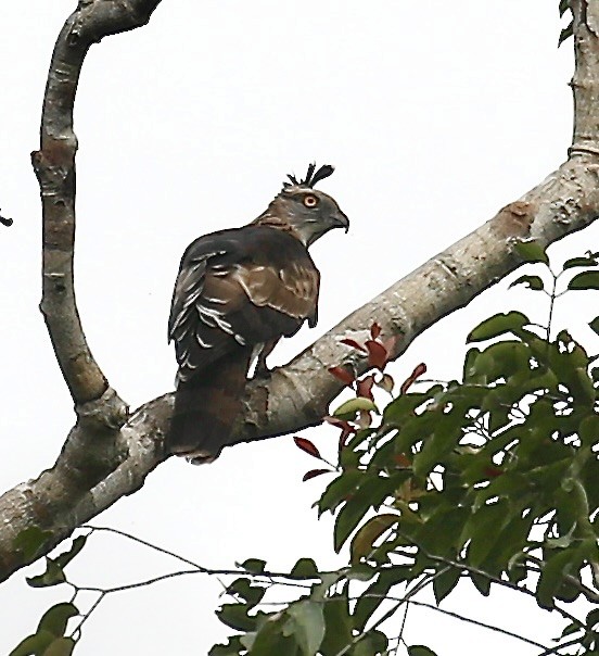 Jerdon's Baza - ML651184489