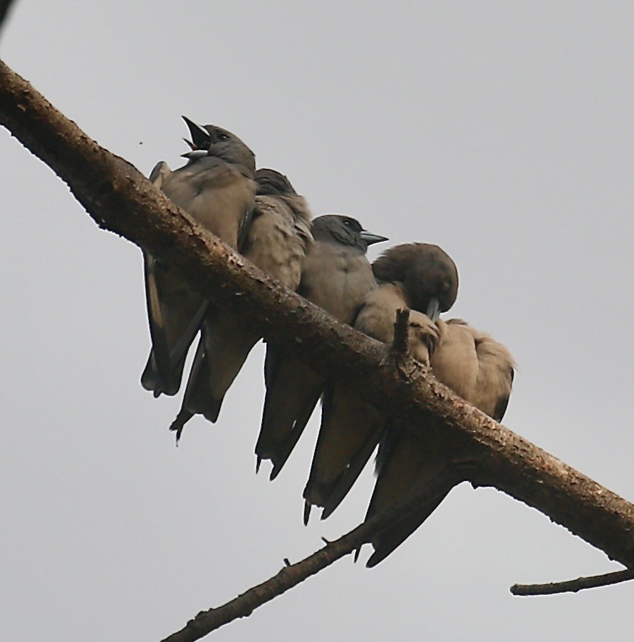 Ashy Woodswallow - ML651184496