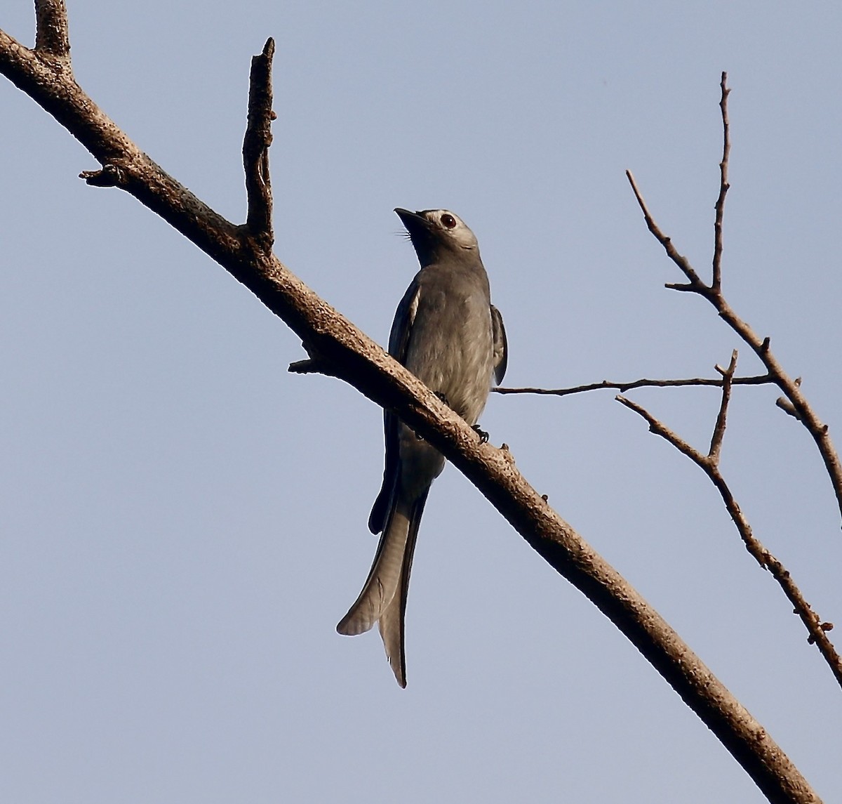 Ashy Drongo (White-cheeked) - ML651184500