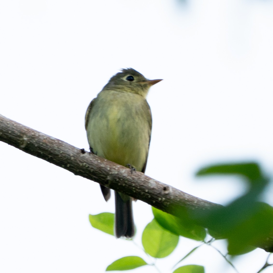 Sarı Karınlı Boreal Sinekkapan - ML651184679