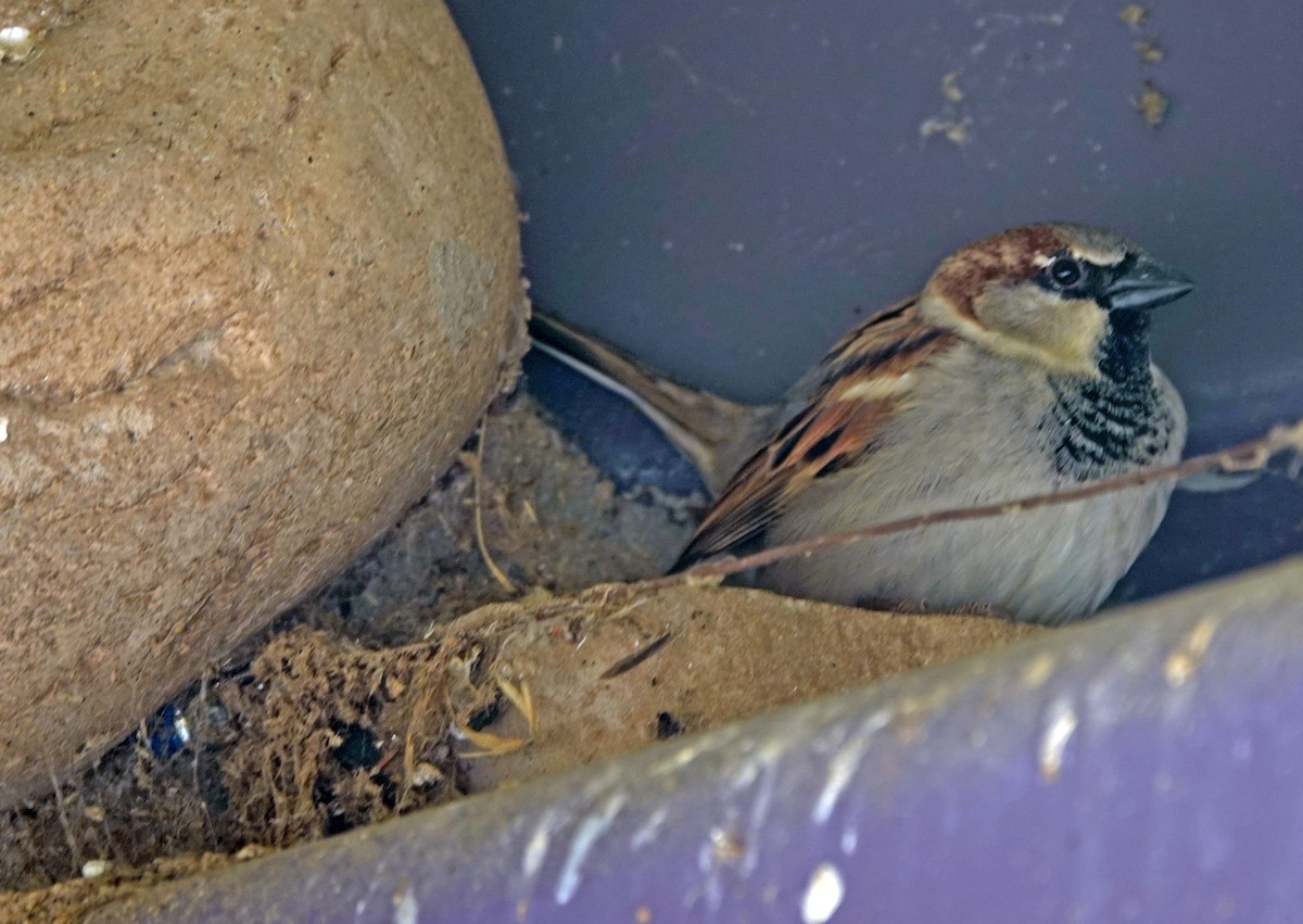 Haussperling - ML651184756