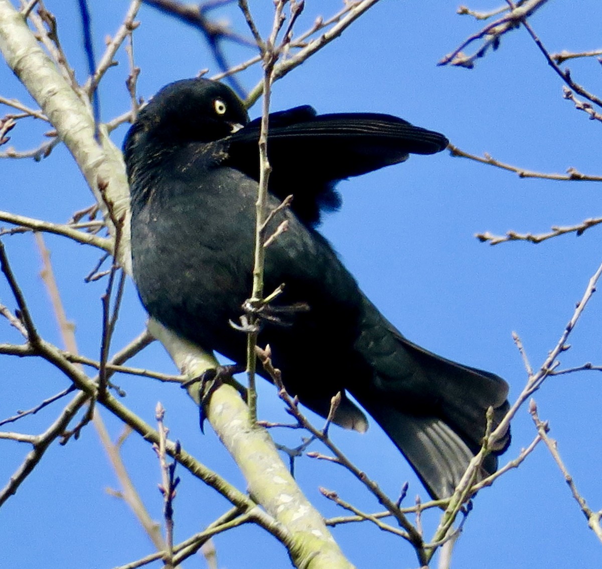 Трупіалець північний - ML651185021