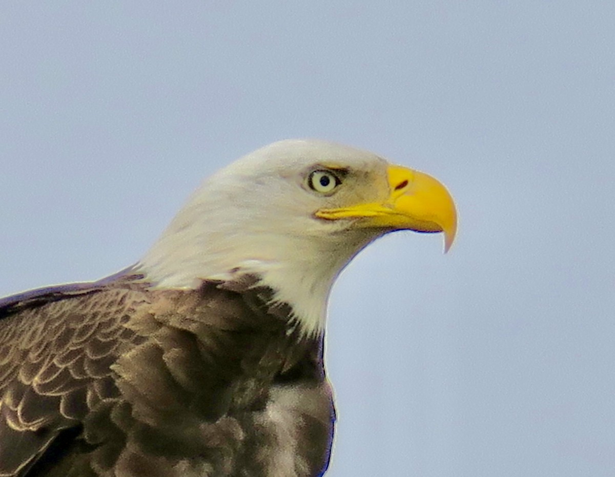 Орлан білоголовий - ML651185119