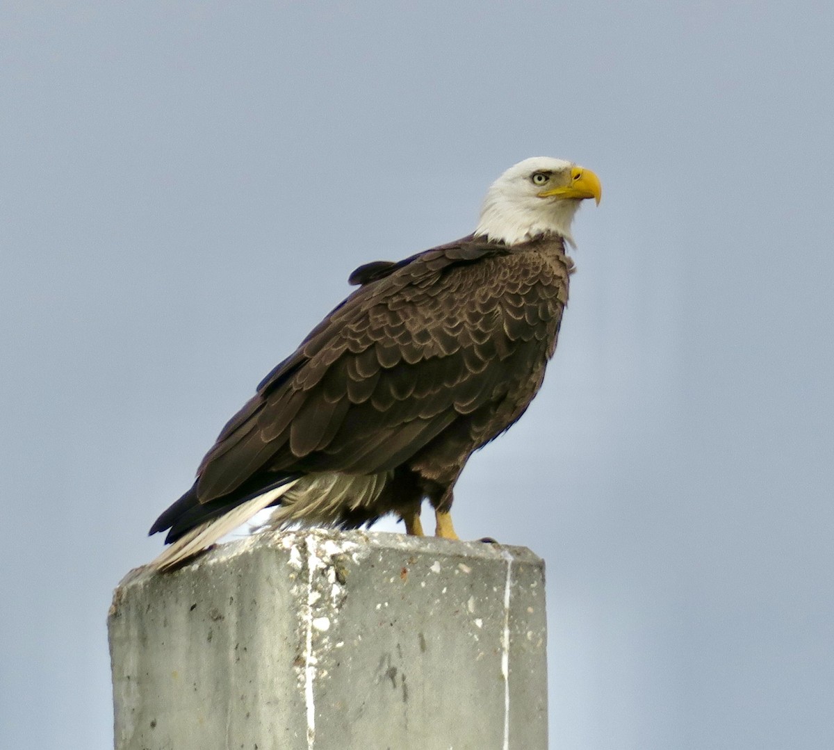 Орлан білоголовий - ML651185120