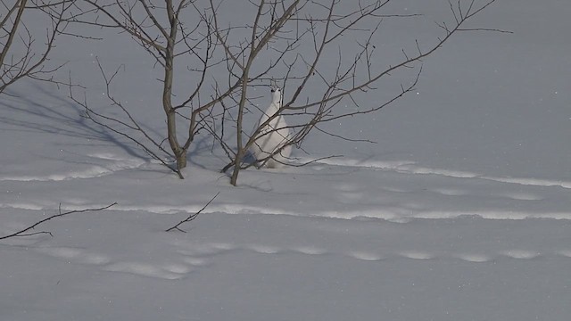 שכווי אירופי - ML651185232