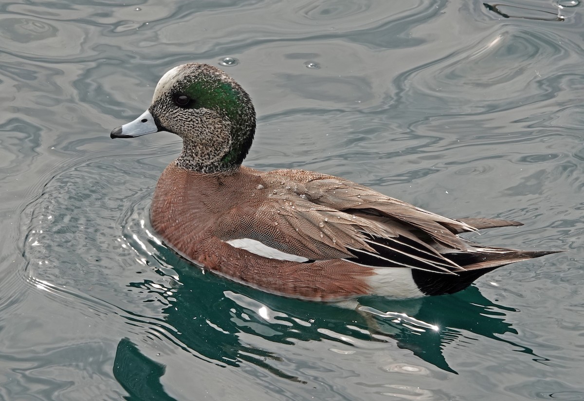 Kanadapfeifente - ML651185516