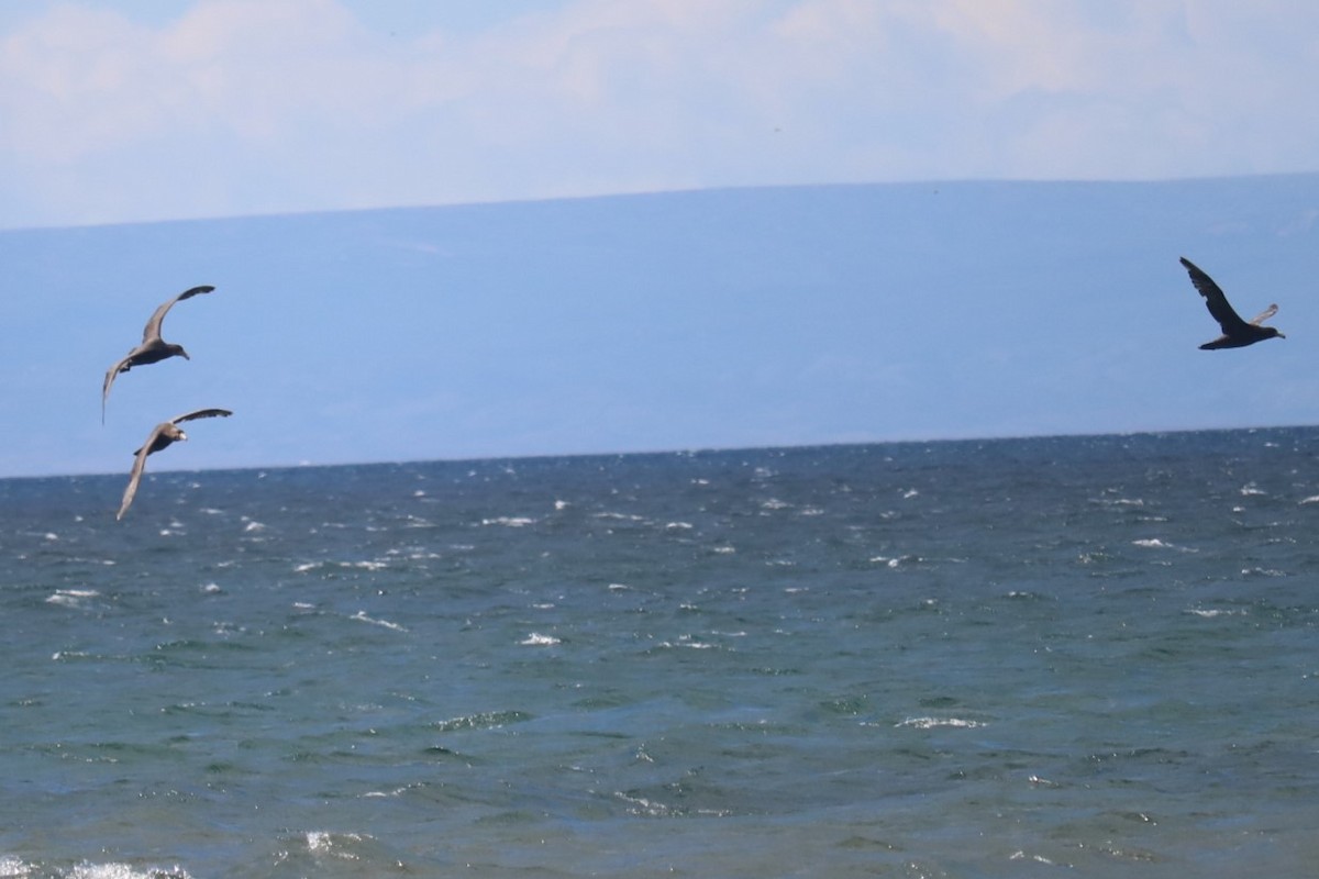 סערון-ענק דרומי - ML651185519