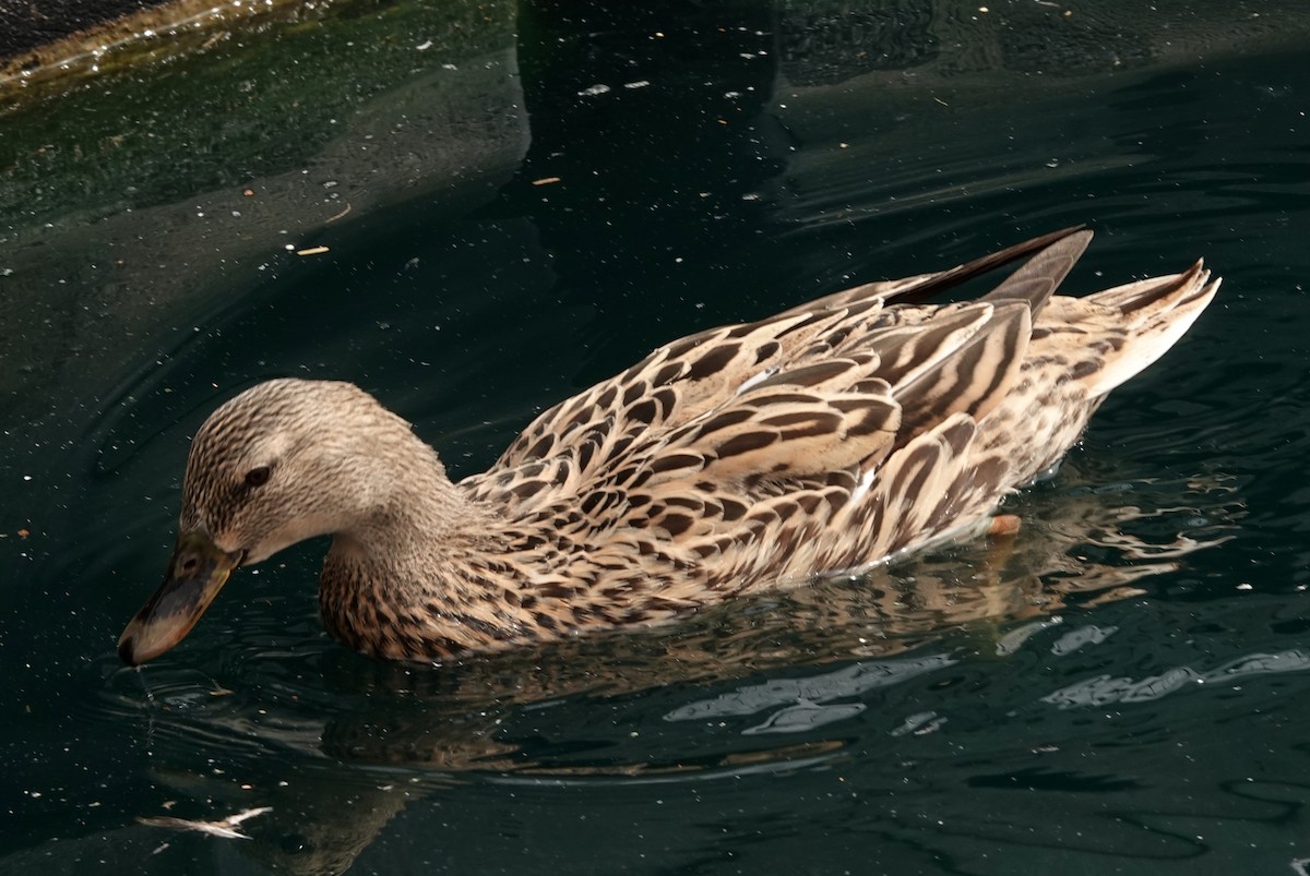 Stockente - ML651185697