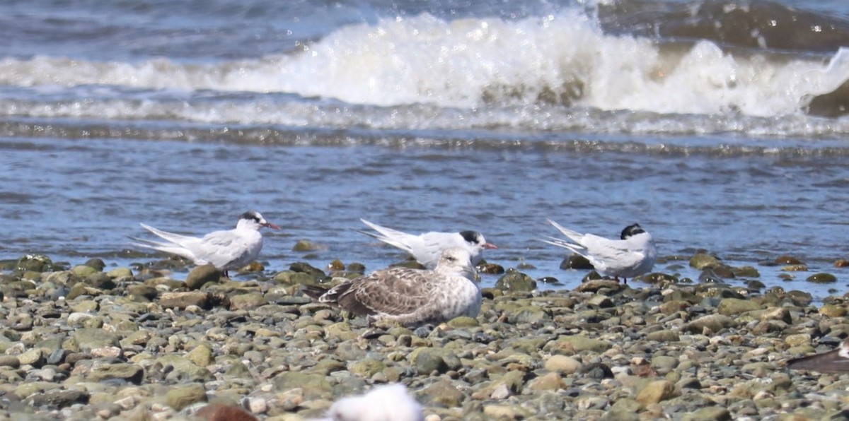 South American Tern - ML651185744