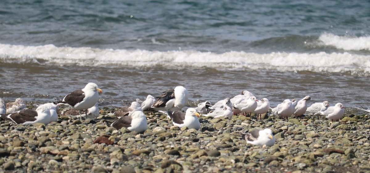 שחף דרומי - ML651185828