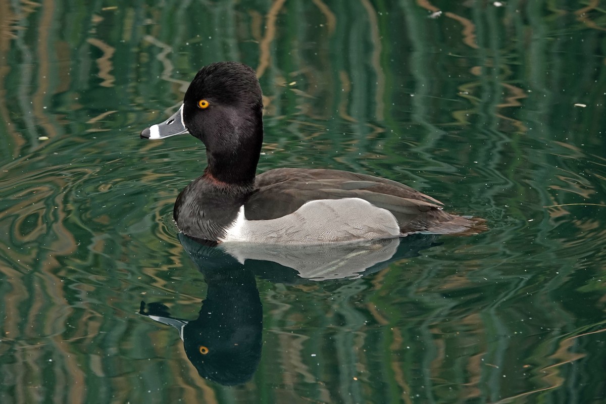 Ringschnabelente - ML651185834