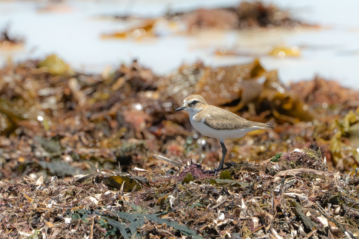 Red-capped Plover - ML651185936