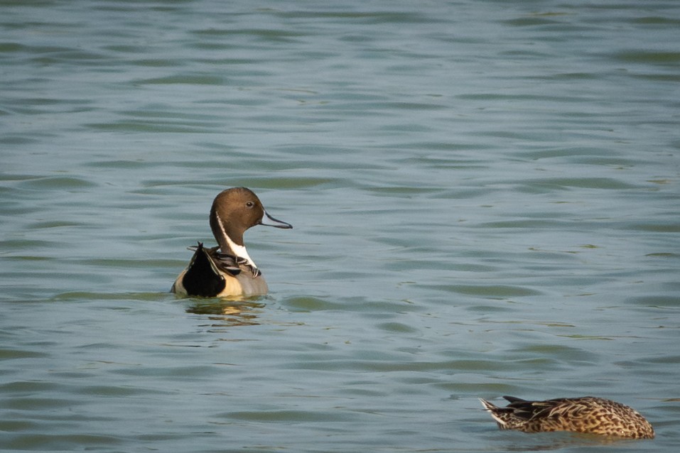 Ánade Rabudo - ML651186027