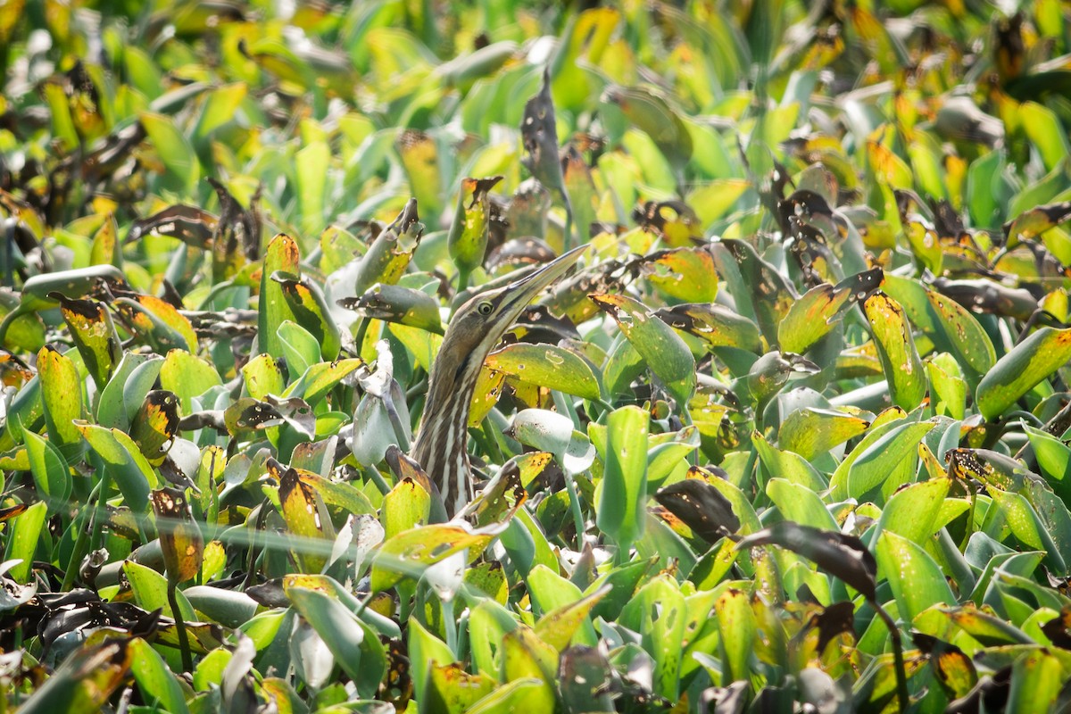 Avetoro Lentiginoso - ML651186057