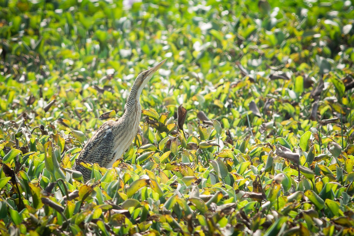 Avetoro Mirasol - ML651186066