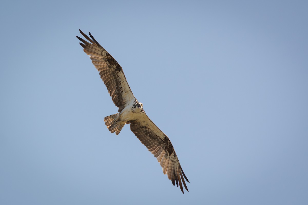 Águila Pescadora - ML651186094