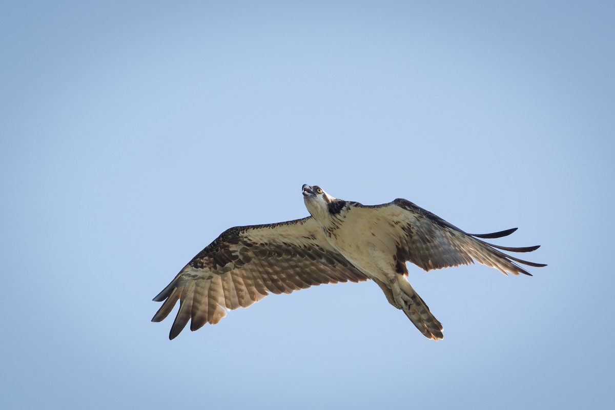 Águila Pescadora - ML651186097