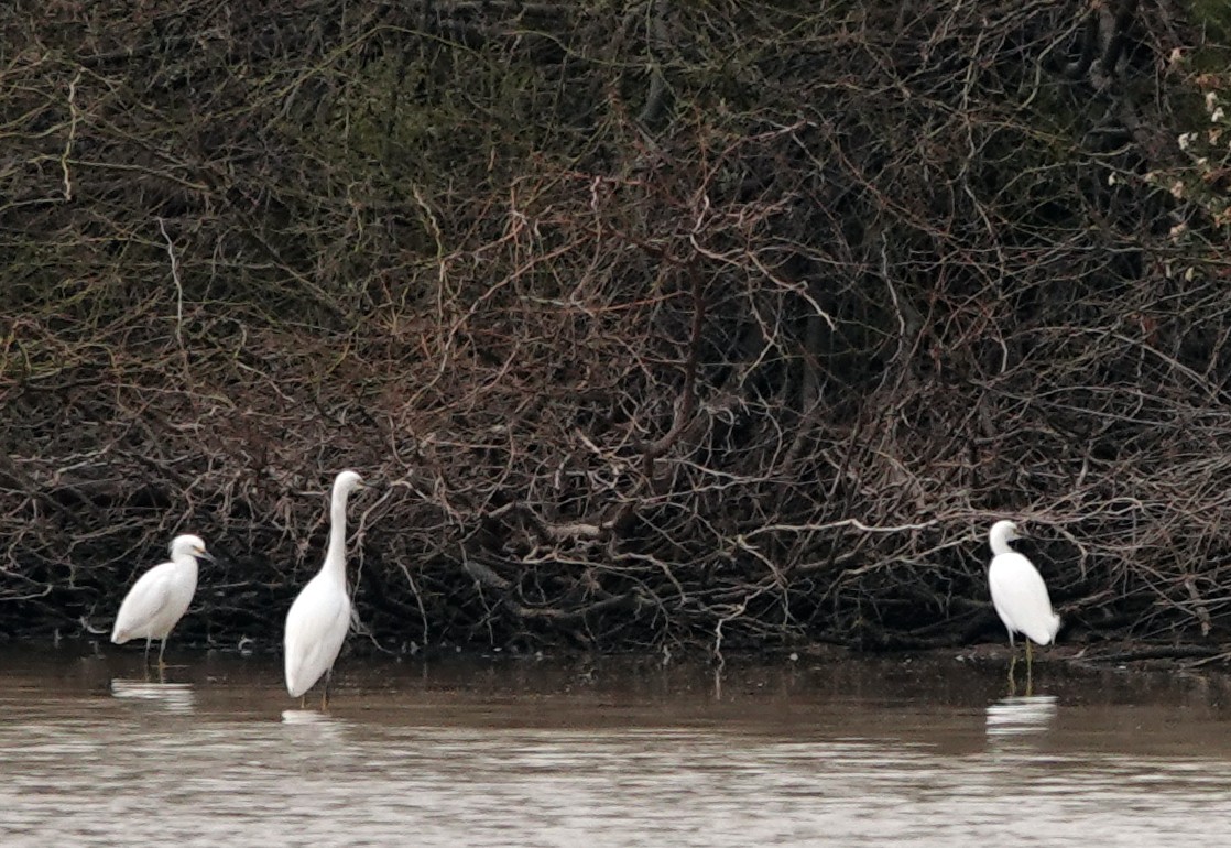 Silberreiher - ML651186118