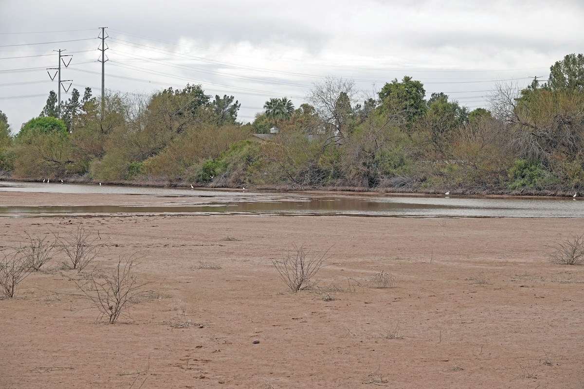 Schmuckreiher - ML651186151