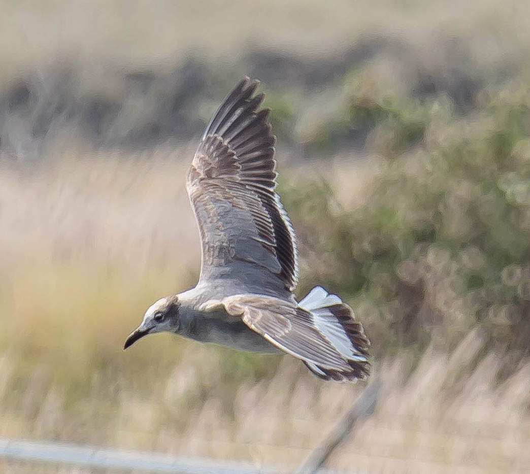 Laughing Gull - ML651186171