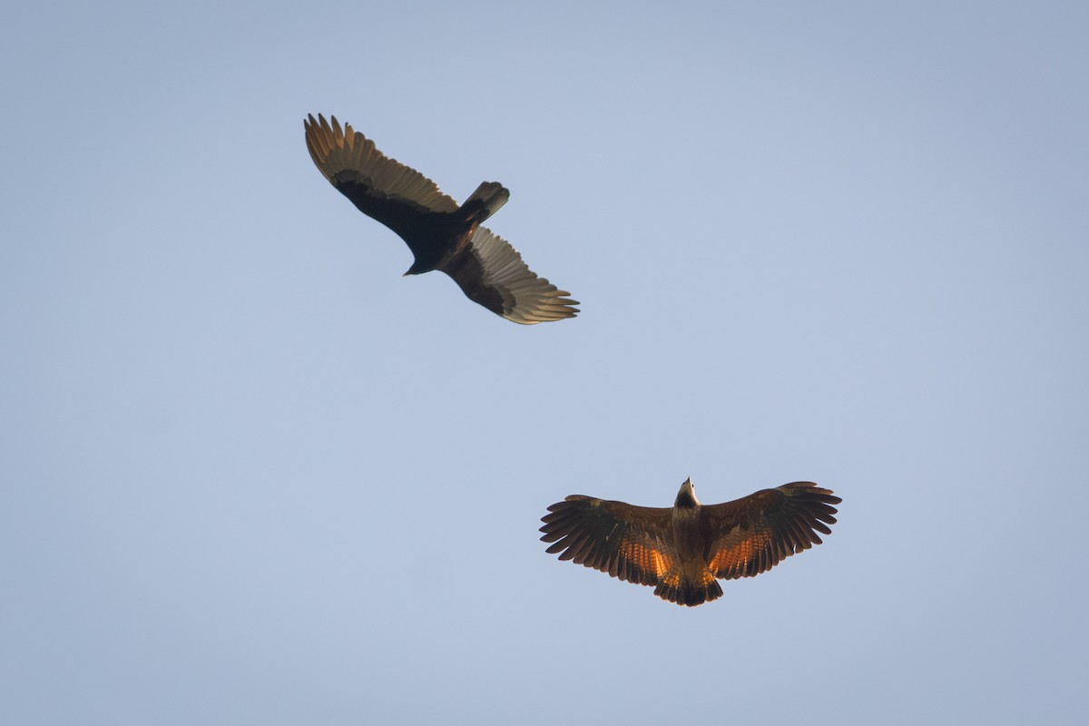 Busardo Colorado - ML651186208