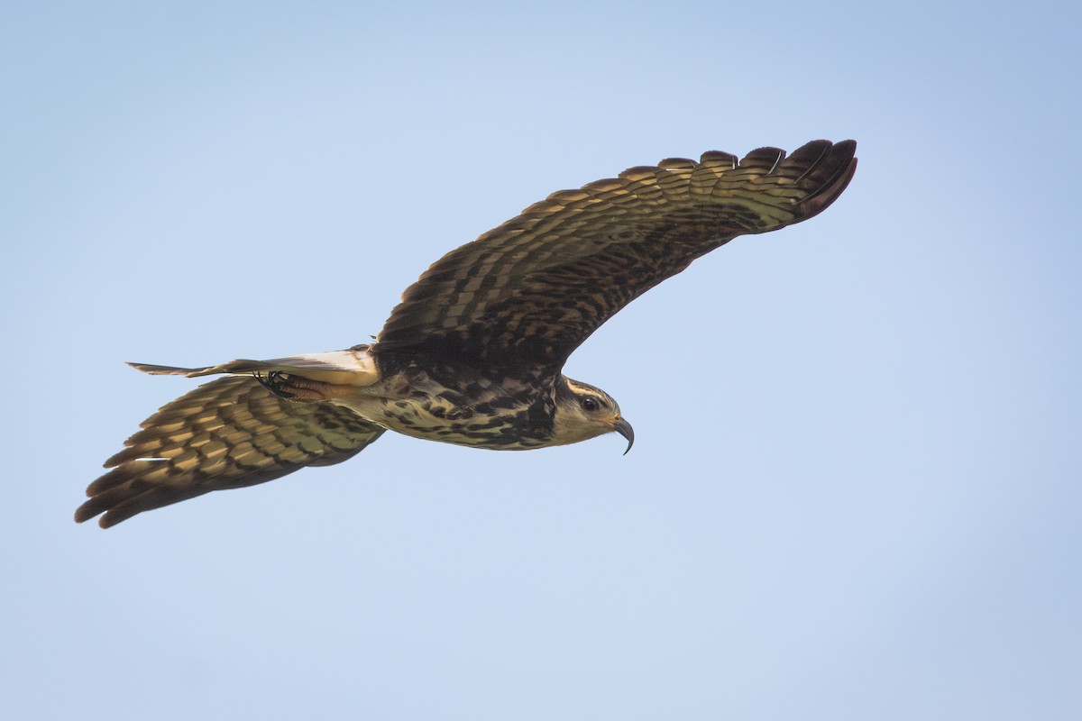 Caracolero Común - ML651186223