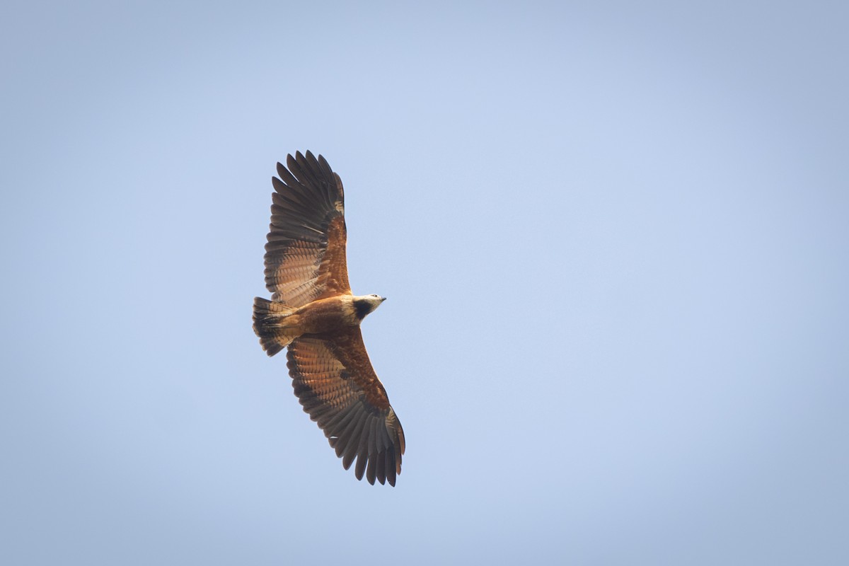 Busardo Colorado - ML651186248