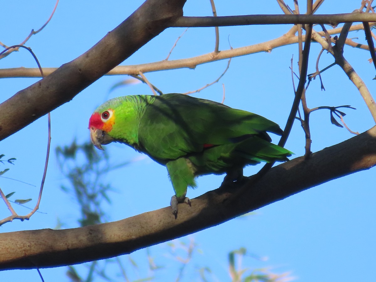 Red-lored Amazon - ML651186382