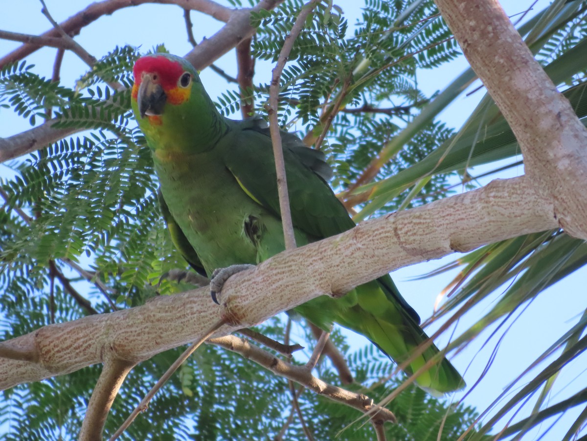Red-lored Amazon - ML651186383