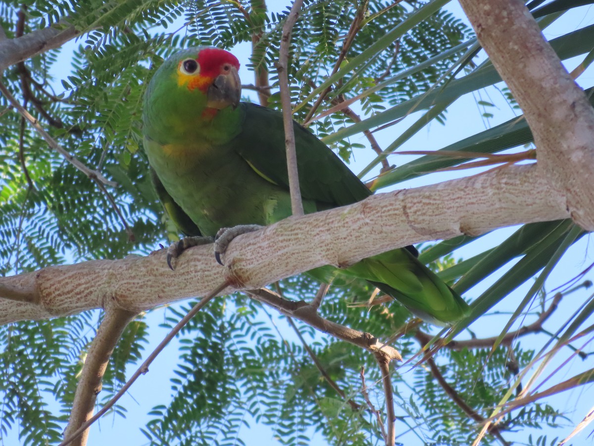 Red-lored Amazon - ML651186384