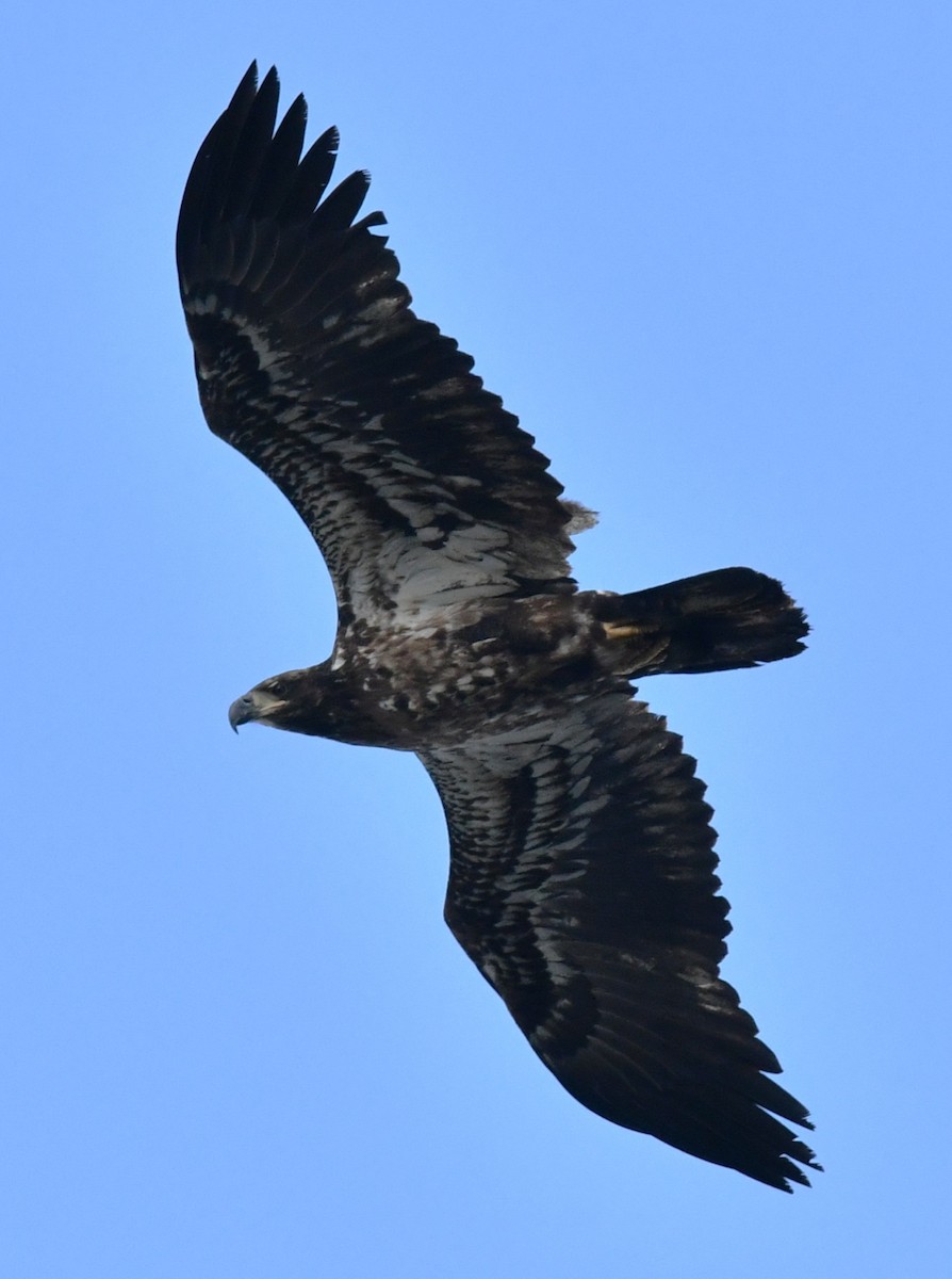 Орлан білоголовий - ML651186424