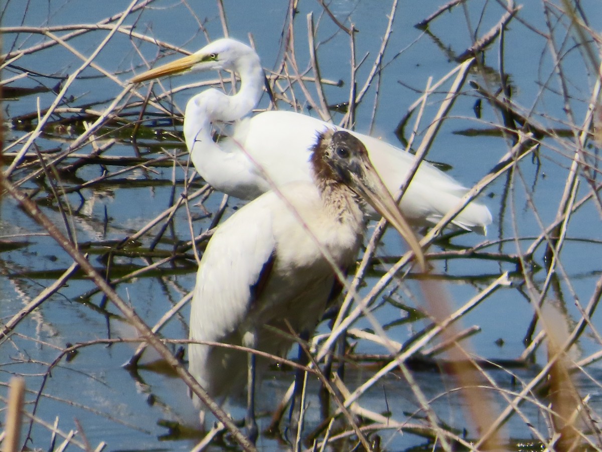 Wood Stork - ML651186483