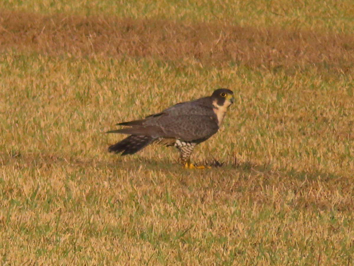 Peregrine Falcon - ML651186518