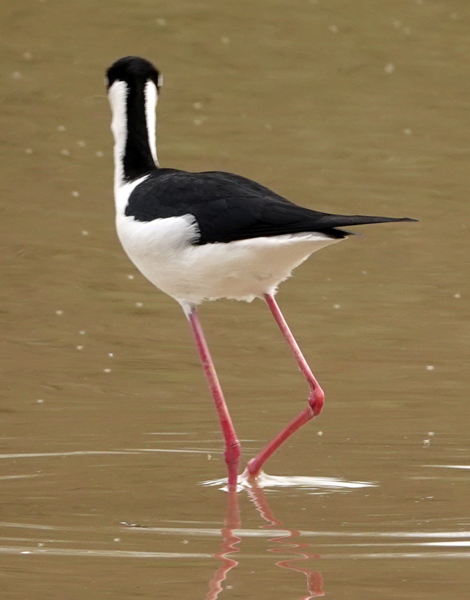 Schwarznacken-Stelzenläufer - ML651186640