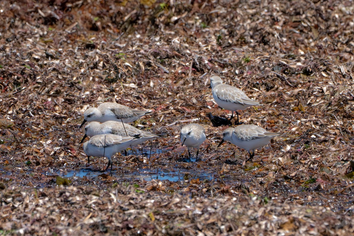 Sanderling - ML651186827