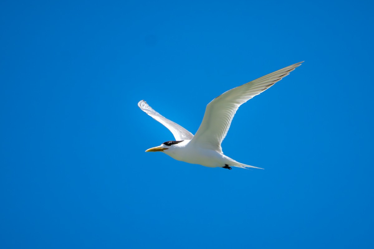 Great Crested Tern - ML651187012