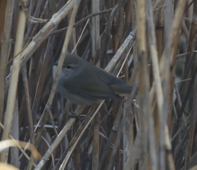 Japanese Bush Warbler - ML651187049