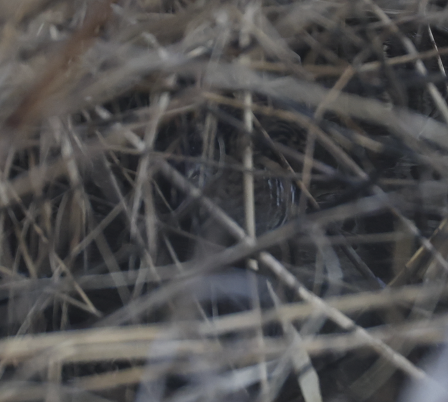 Brown-cheeked Rail - ML651187080